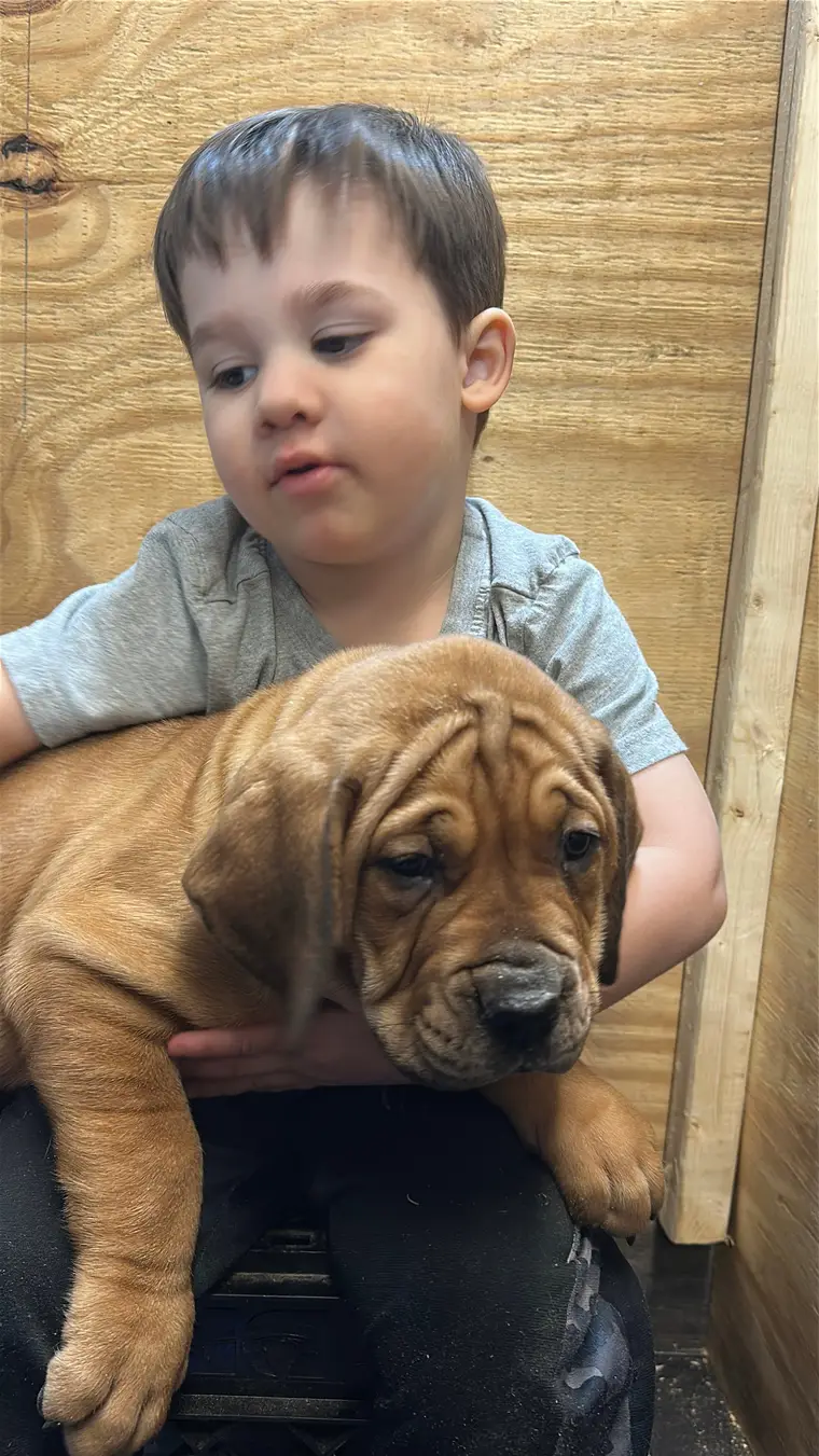 A small child cradling one of Athena’s South African Boerboel puppies against his chest — the litter is handled by the family from week one