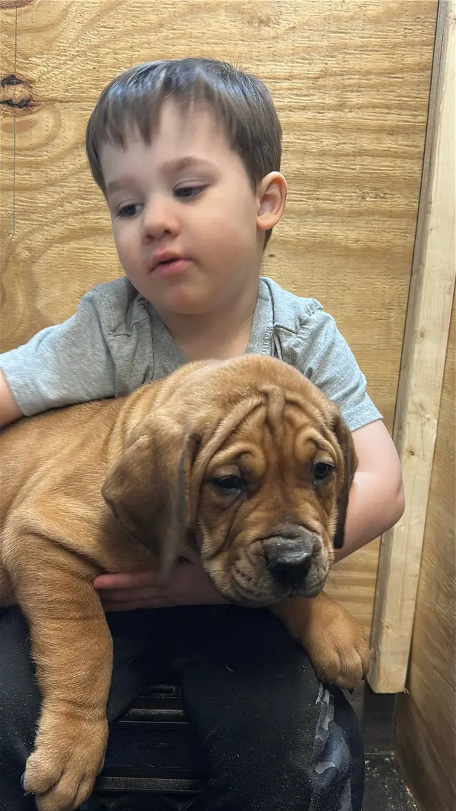 A small child cradling one of Athena’s South African Boerboel puppies against his chest — the litter is handled by the family from week one