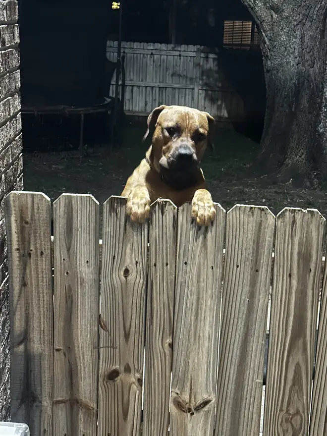 Athena, a Boerboel dam, peering over the fence line with both paws up, watching the yard
