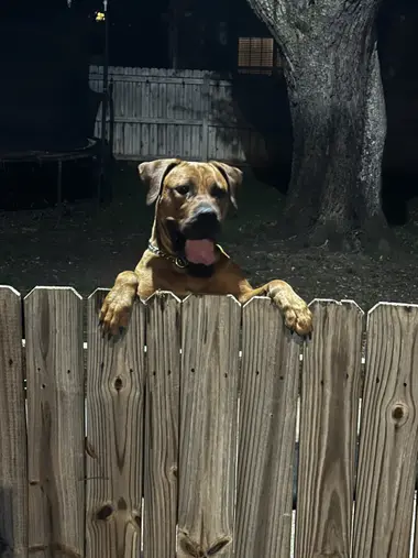 Athena the Boerboel with her front paws hooked over a wooden fence, watching the yard — the breed’s natural guardian instinct