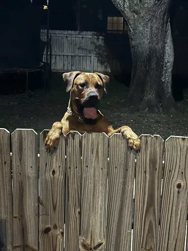 Athena the Boerboel with her front paws hooked over a wooden fence, watching the yard — the breed’s natural guardian instinct