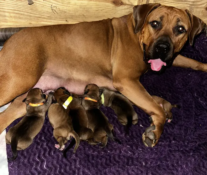 Athena, a South African Boerboel dam, lying on her side nursing a row of newborn puppies on a whelping mat in the house