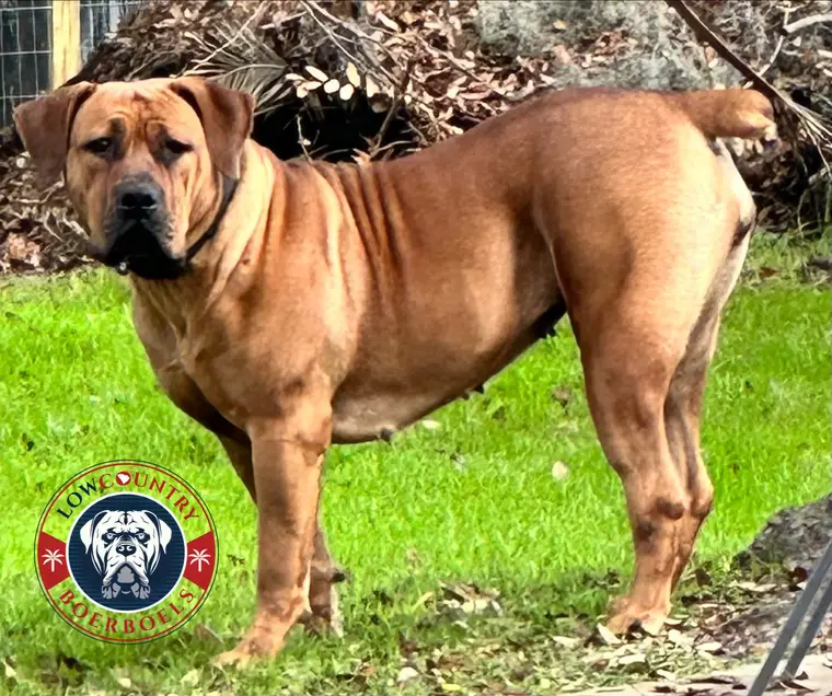 Athena, a South African Boerboel dam, standing square in the yard, her tawny-fawn coat catching the light