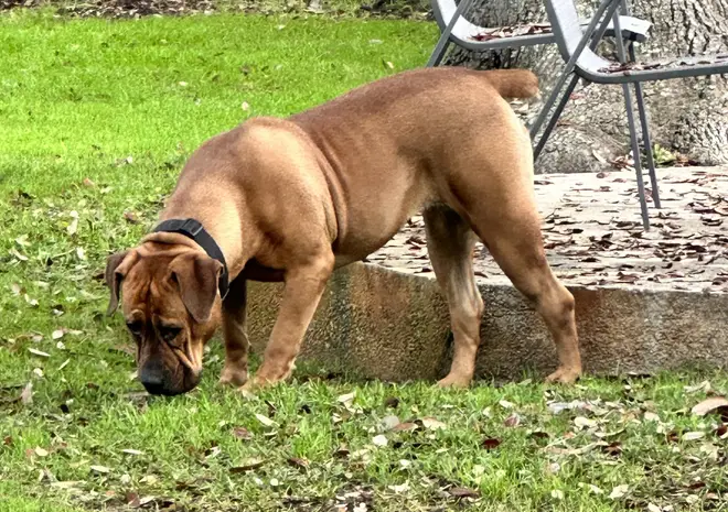 Athena the Boerboel from behind on the garden steps, showing the width and muscle through her hindquarters
