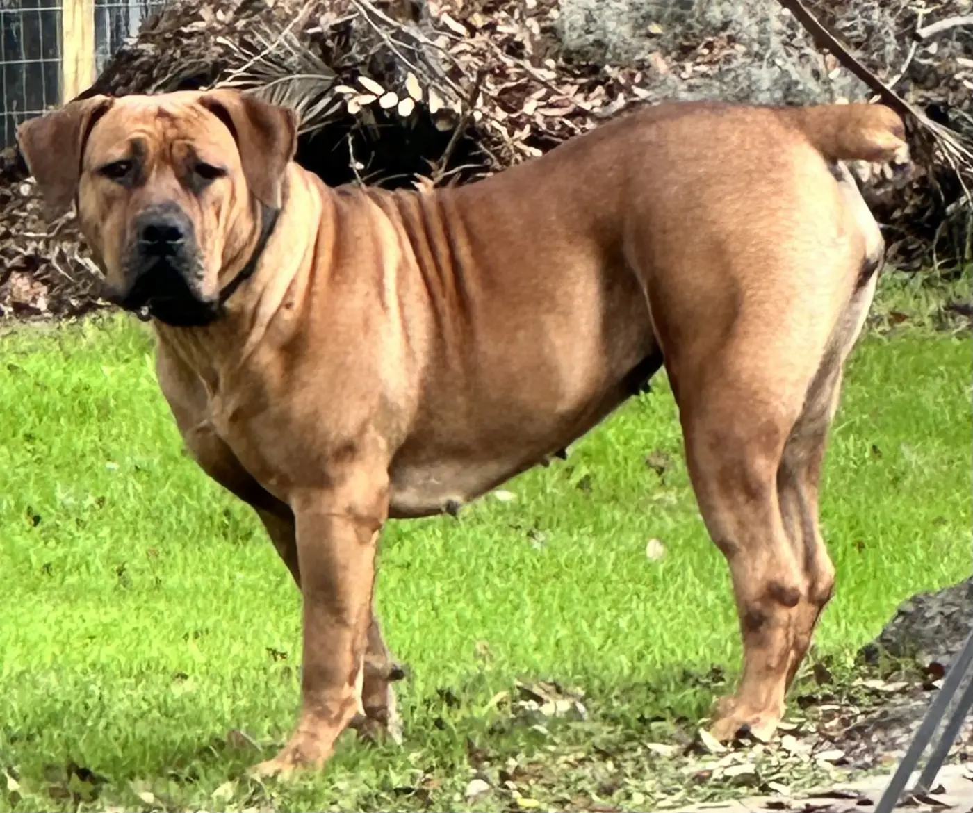 Athena, the NABBR-registered South African Boerboel dam at LowCountry Boerboels, standing in profile with broad, well-muscled hindquarters