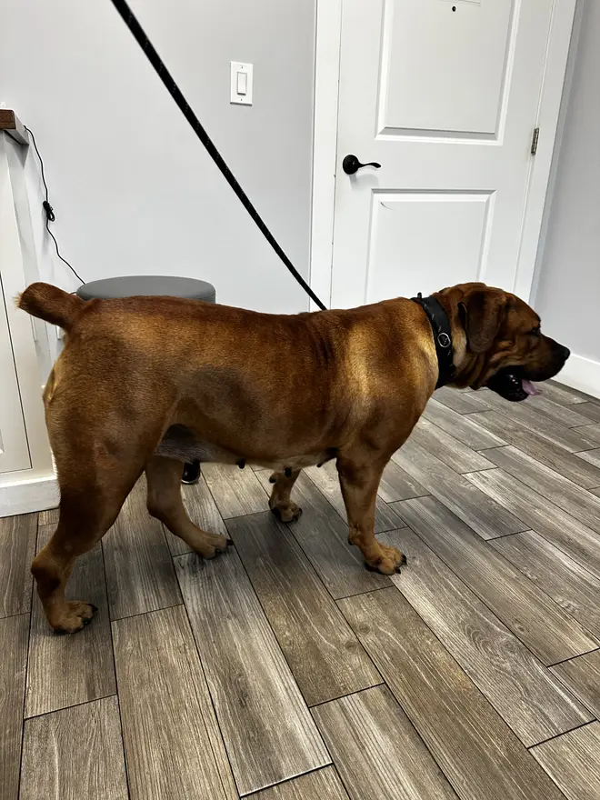 Athena the South African Boerboel walking indoors on a lead, deep through the chest and level along the back
