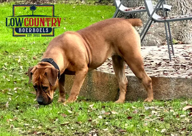 Athena, a South African Boerboel dam, standing alert in the yard with her black mask and deep-set brow clearly defined