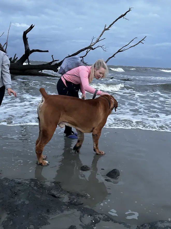 A South African Boerboel on a wet beach, driftwood and breaking waves behind him, being petted by a woman in a pink jacket