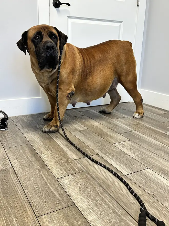 A South African Boerboel mother at LowCountry Boerboels standing on a lead indoors, heavy-bodied from her litter, her black-masked face turned to the camera