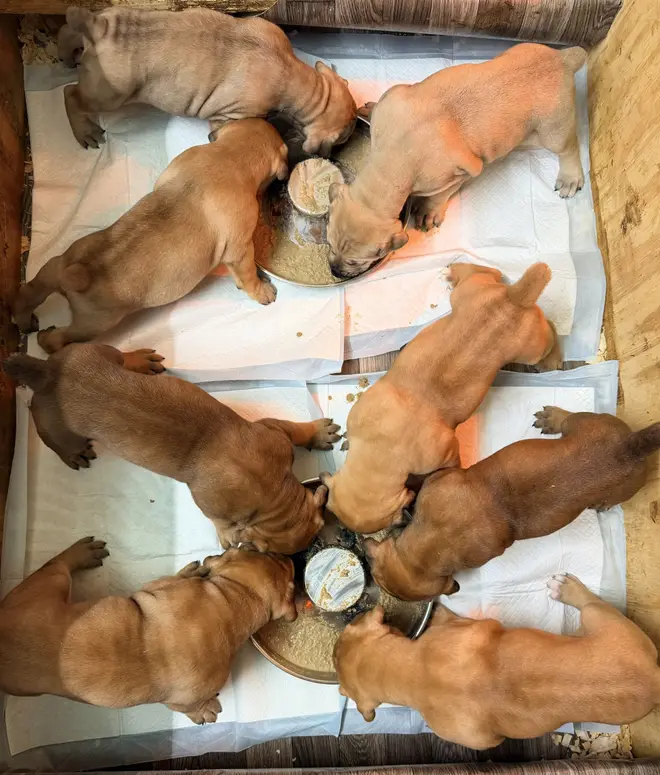 A whole litter of South African Boerboel puppies at LowCountry Boerboels gathered nose-first around two feeding bowls, seen from above