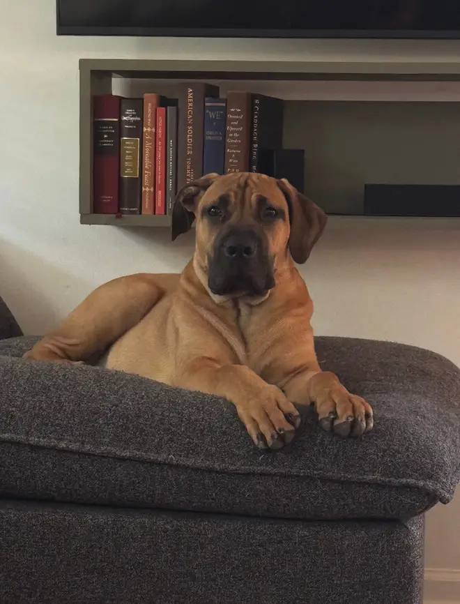 A young South African Boerboel stretched along the arm of a grey couch beneath a bookshelf, paws crossed