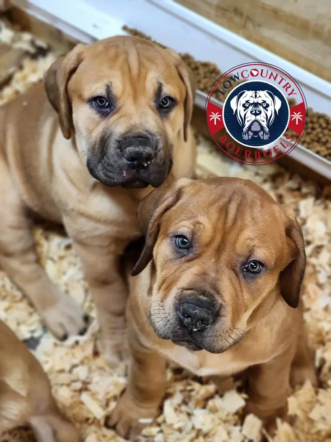 Two South African Boerboel puppies in the wood shavings of the LowCountry Boerboels whelping box, one leaning on the other
