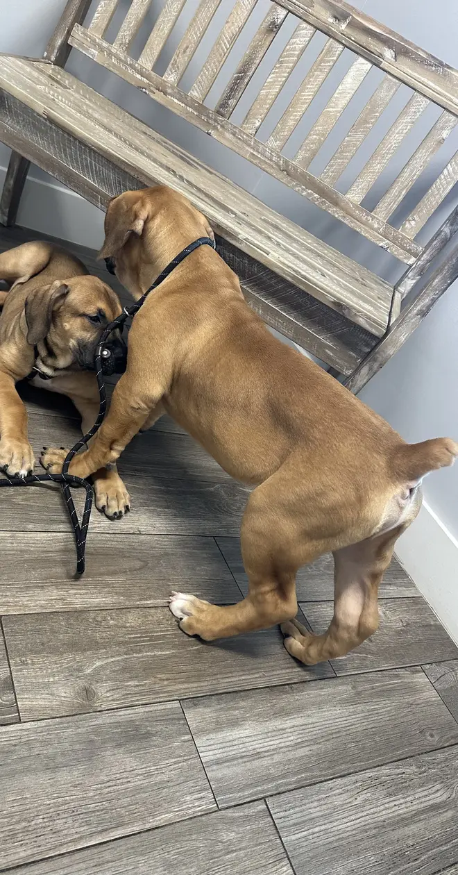 Two South African Boerboel puppies on leads play-wrestling beside a white wooden bench
