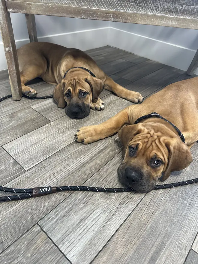 Two South African Boerboel puppies on leads resting on the floor under a bench, one looking up at the camera