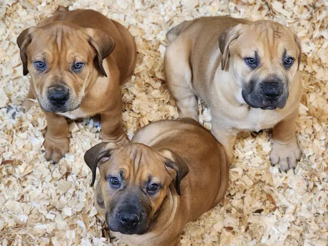 Three South African Boerboel puppies from one LowCountry Boerboels litter looking up from the wood-shaving bedding of the whelping box