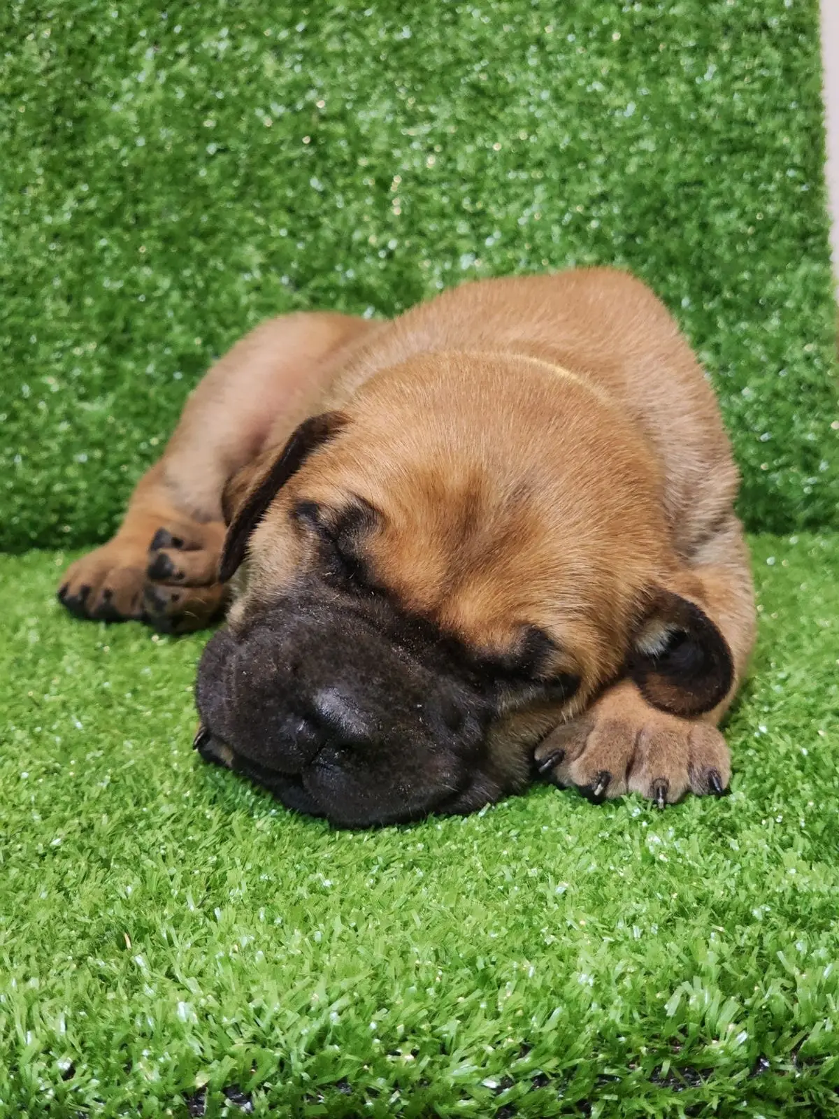 A young South African Boerboel puppy fast asleep face-down on green turf
