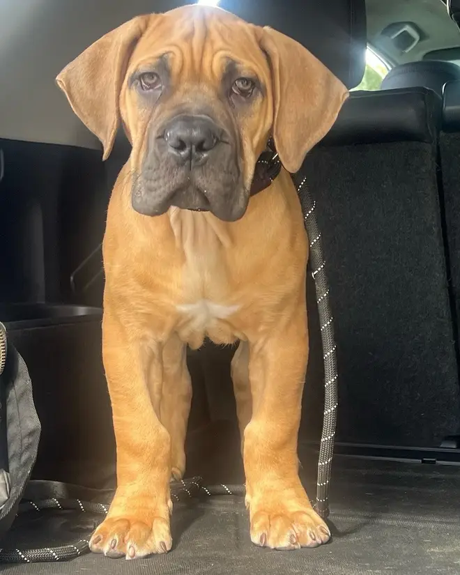A fawn South African Boerboel puppy with a black mask standing in the back of a car on a rope lead, looking straight at the camera
