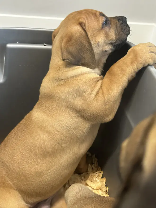 A South African Boerboel puppy standing on its back legs with its front paws over the rim of a feeding tub