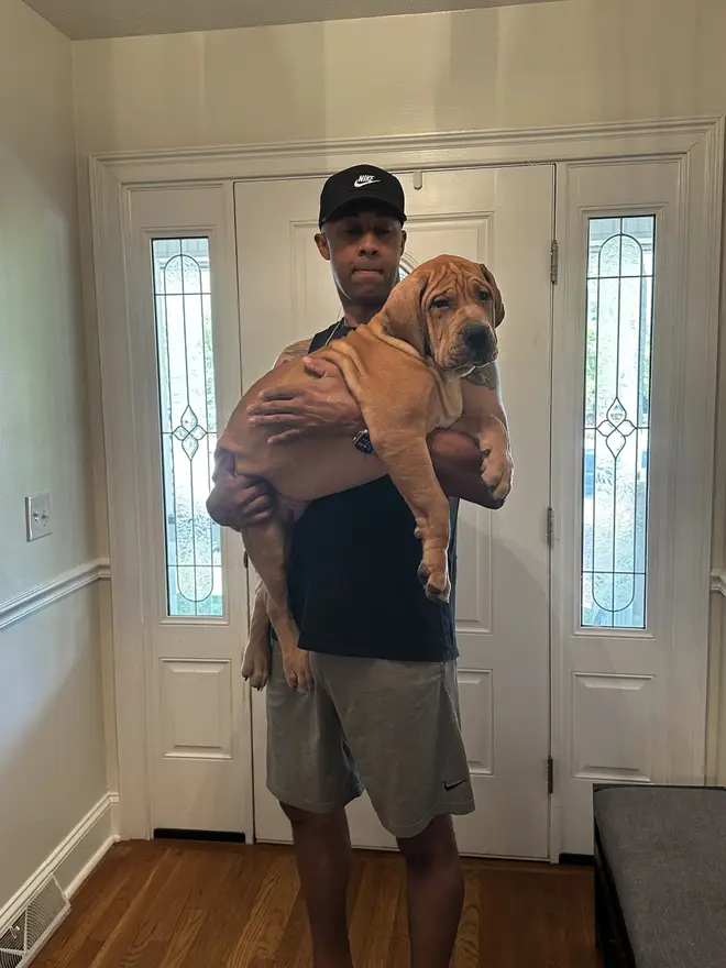 A big South African Boerboel puppy carried in a man’s arms in a front hallway