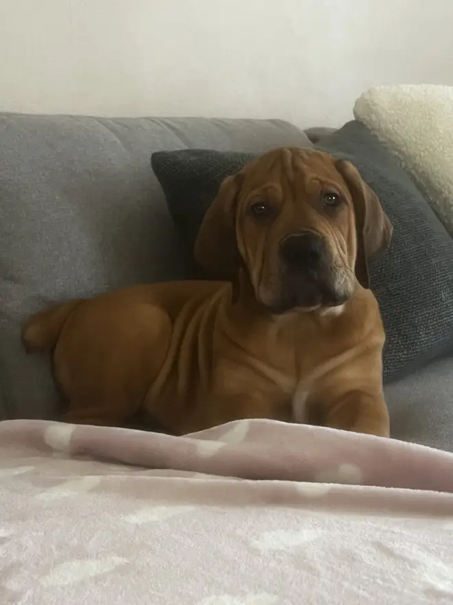 A red-fawn South African Boerboel puppy lying on a grey couch behind a pink blanket, wrinkled brow and soft eyes
