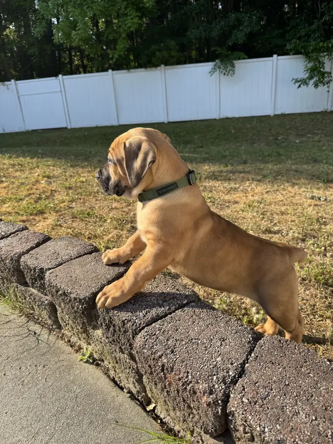 A South African Boerboel puppy in a green collar with its front paws up on a low brick garden edge, looking out across the yard