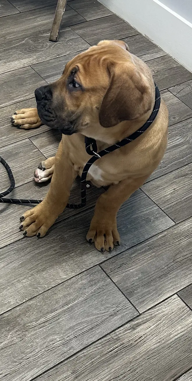 A fawn South African Boerboel puppy on a rope lead lying on a grey wood-look floor, looking off to one side