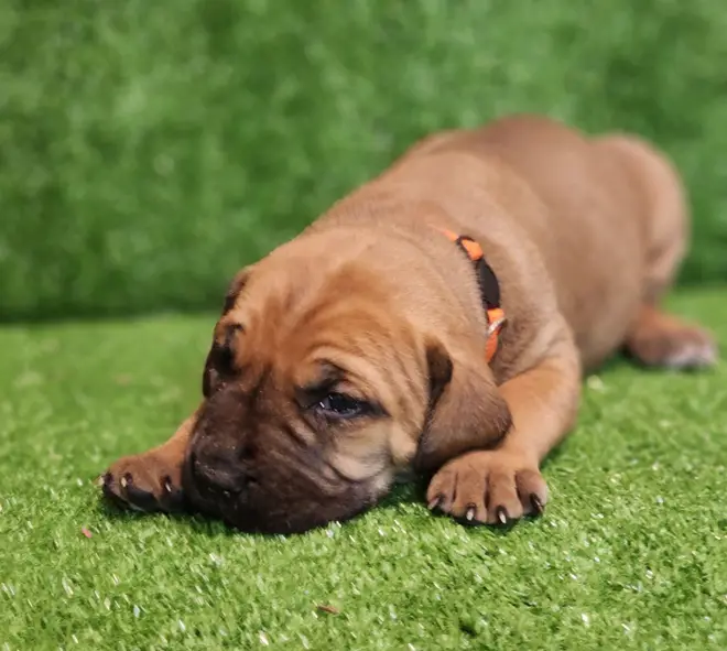 A young South African Boerboel puppy in an orange collar band stretched out asleep on green turf