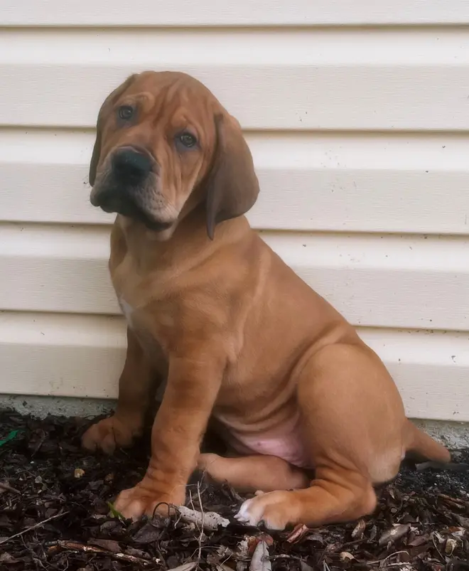 A red-fawn South African Boerboel puppy from LowCountry Boerboels sitting on mulch against white house siding, looking into the camera