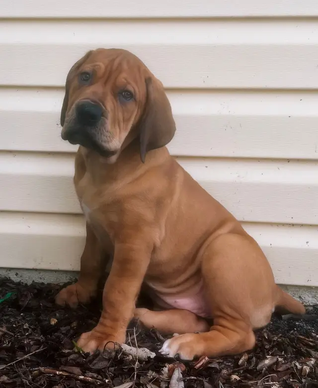 A red-fawn South African Boerboel puppy from LowCountry Boerboels sitting on mulch against white house siding, looking into the camera