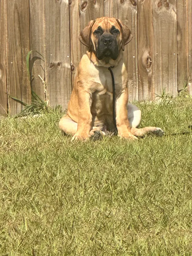 A fawn South African Boerboel puppy with a black mask sitting upright in the grass in front of a wooden fence