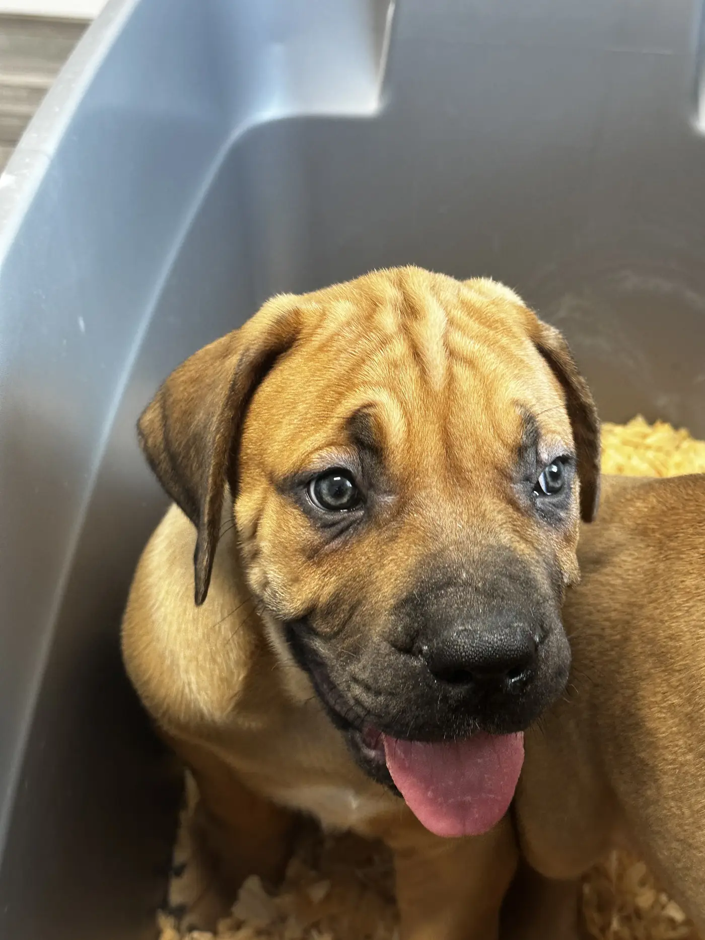 A South African Boerboel puppy looking up out of a grey feeding tub with its tongue out