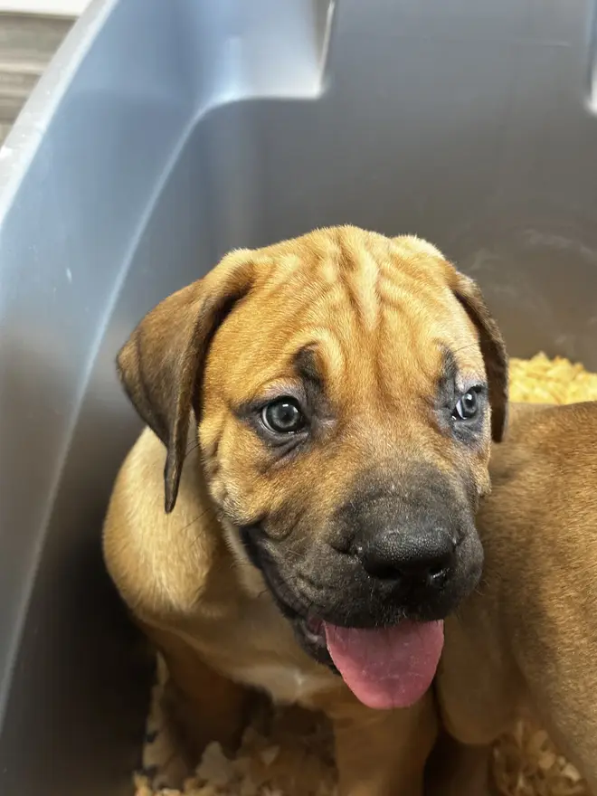 A South African Boerboel puppy looking up out of a grey feeding tub with its tongue out