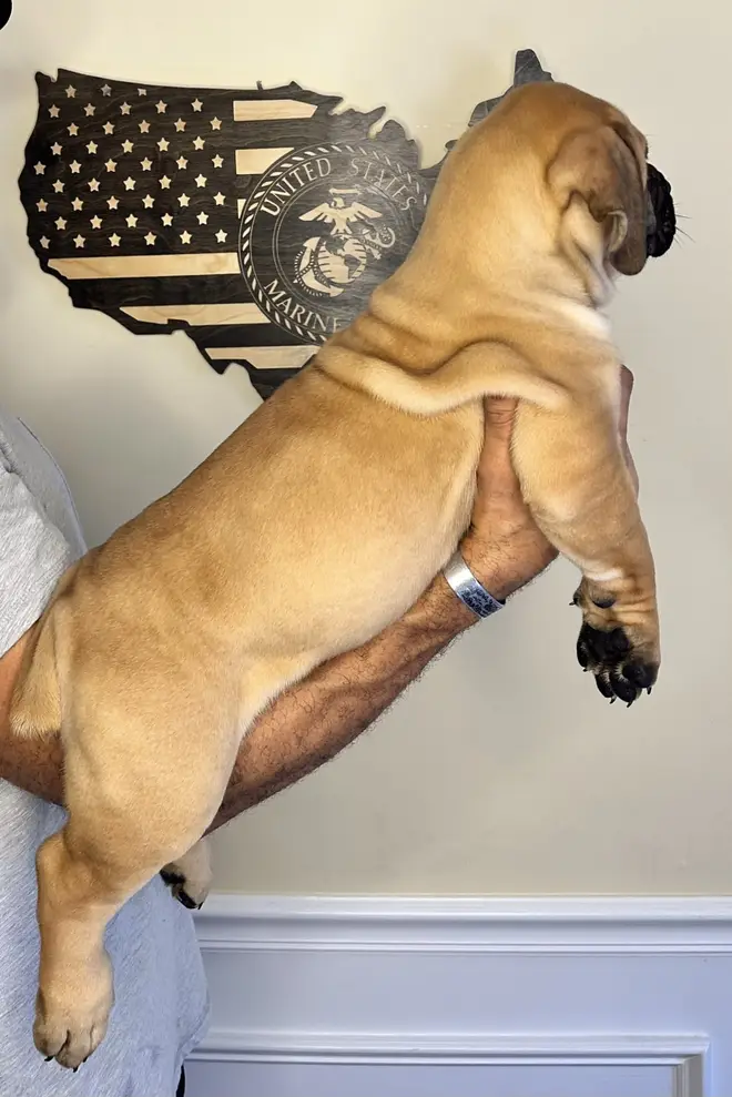 A South African Boerboel puppy held up on one arm beneath a wooden US flag carved with the Marine Corps emblem