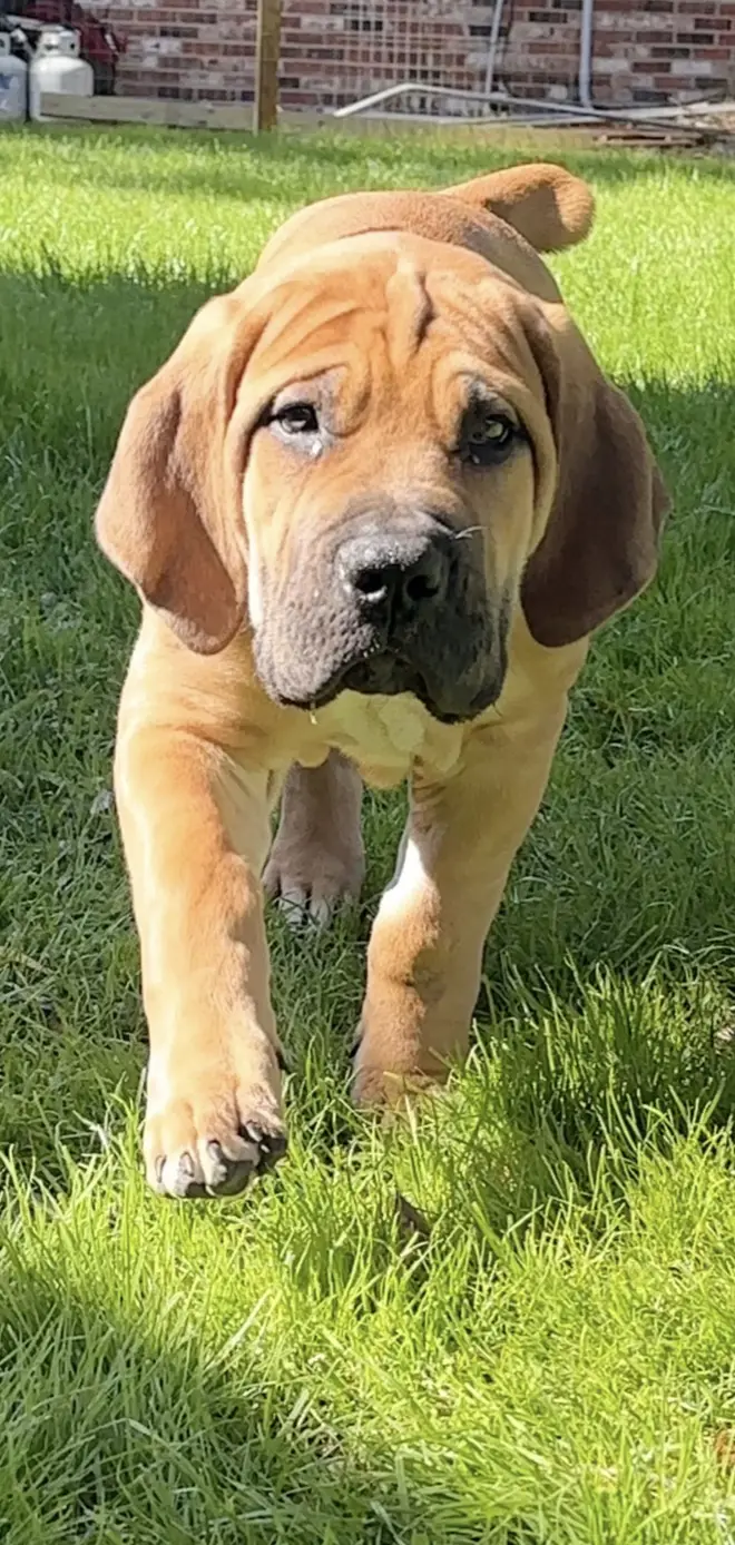 A South African Boerboel puppy walking toward the camera across green grass, ears swinging and brow wrinkled