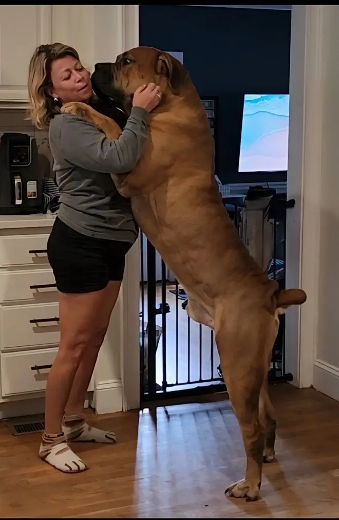 A grown South African Boerboel up on his back legs hugging a woman in the kitchen — as tall as she is