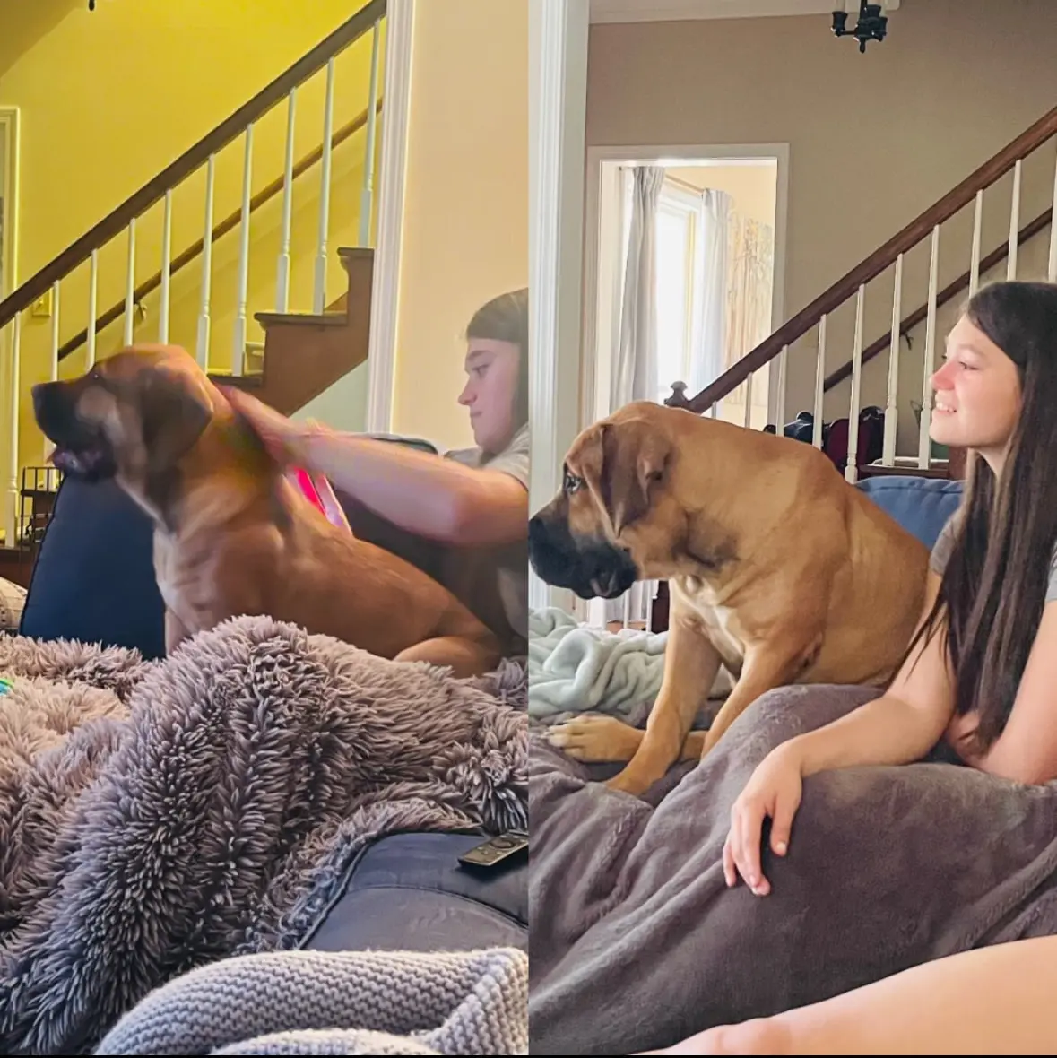 Two South African Boerboels stretched out on the sofa with the family they went home to