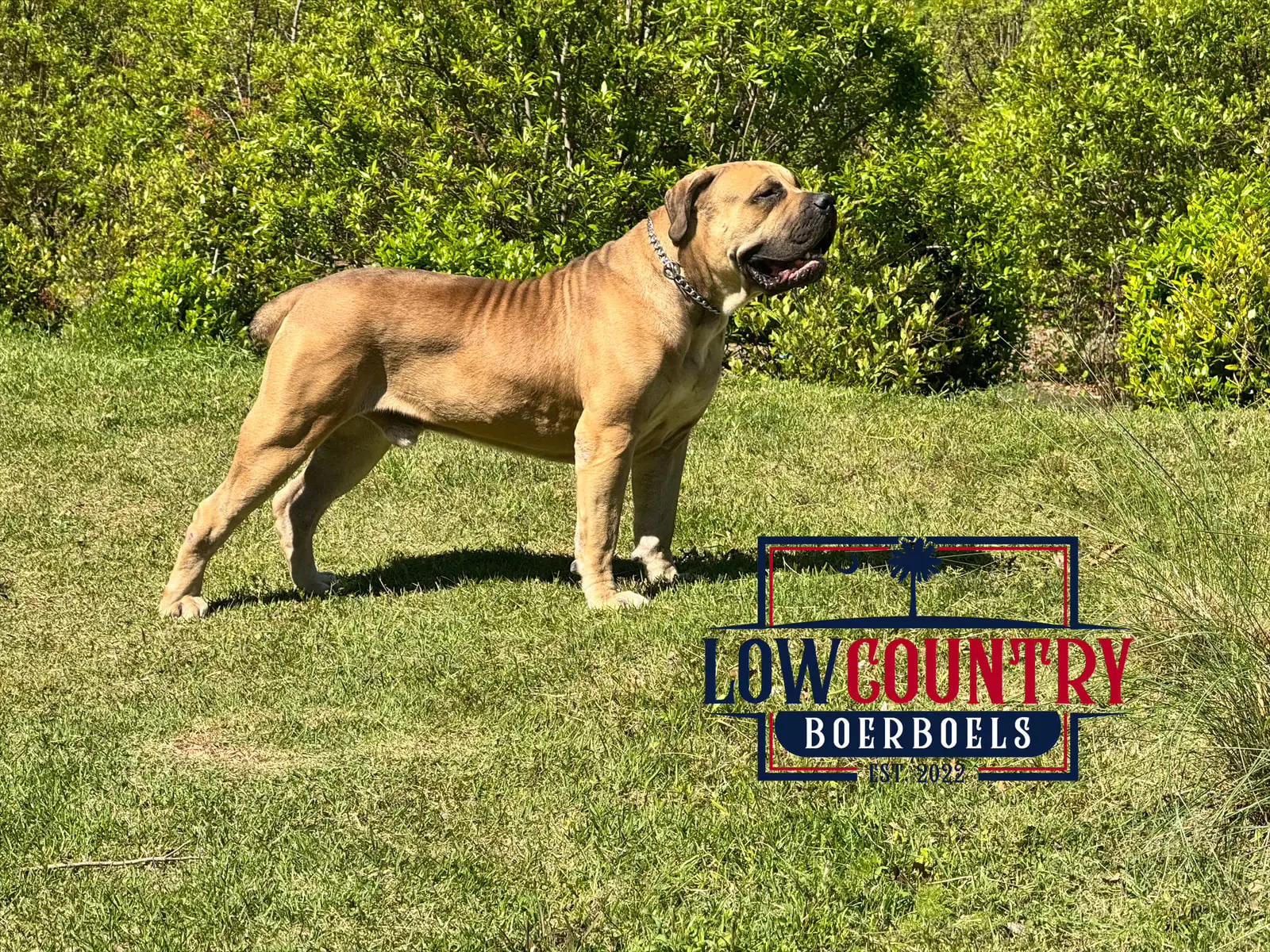 A fully grown South African Boerboel male bred by LowCountry Boerboels, standing in profile on a sunlit lawn