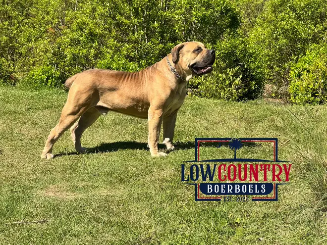 A fully grown South African Boerboel male bred by LowCountry Boerboels, standing in profile on a sunlit lawn