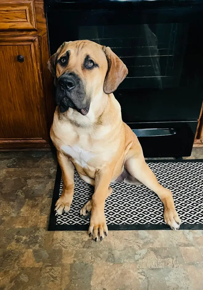 A young South African Boerboel sitting on the kitchen mat, looking up at the camera