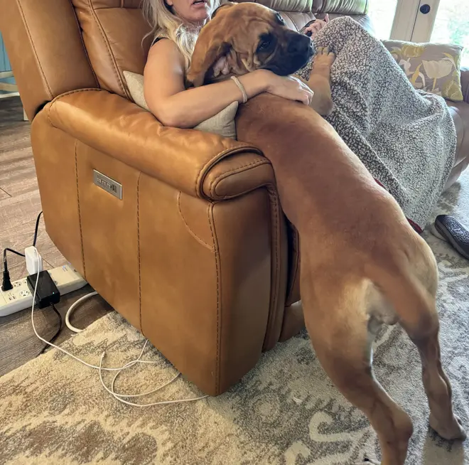 A South African Boerboel leaning over the arm of a leather recliner to rest against its owner