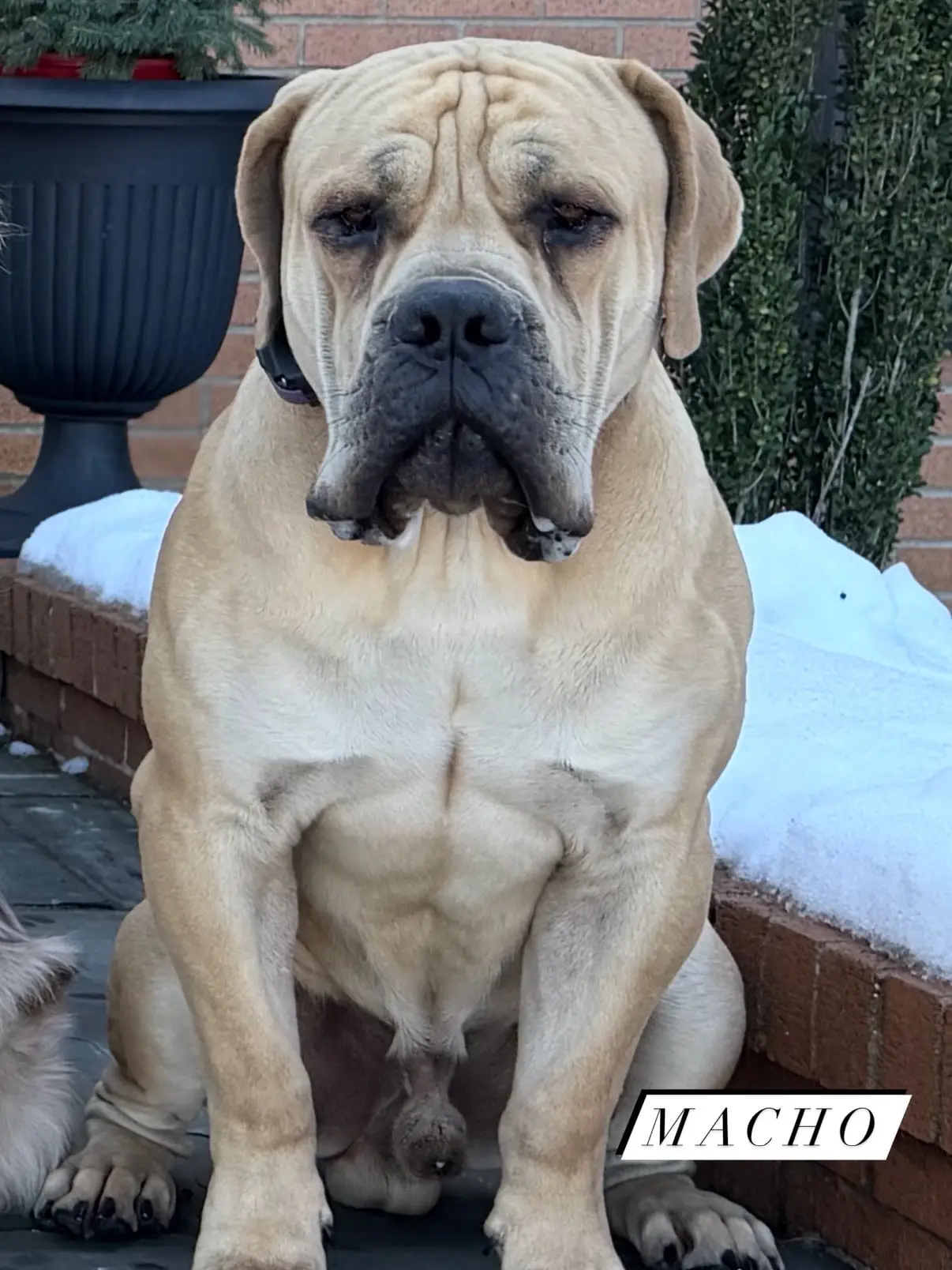 Macho, a grown South African Boerboel male bred by LowCountry Boerboels, sitting front-on and enormous through the chest and shoulders