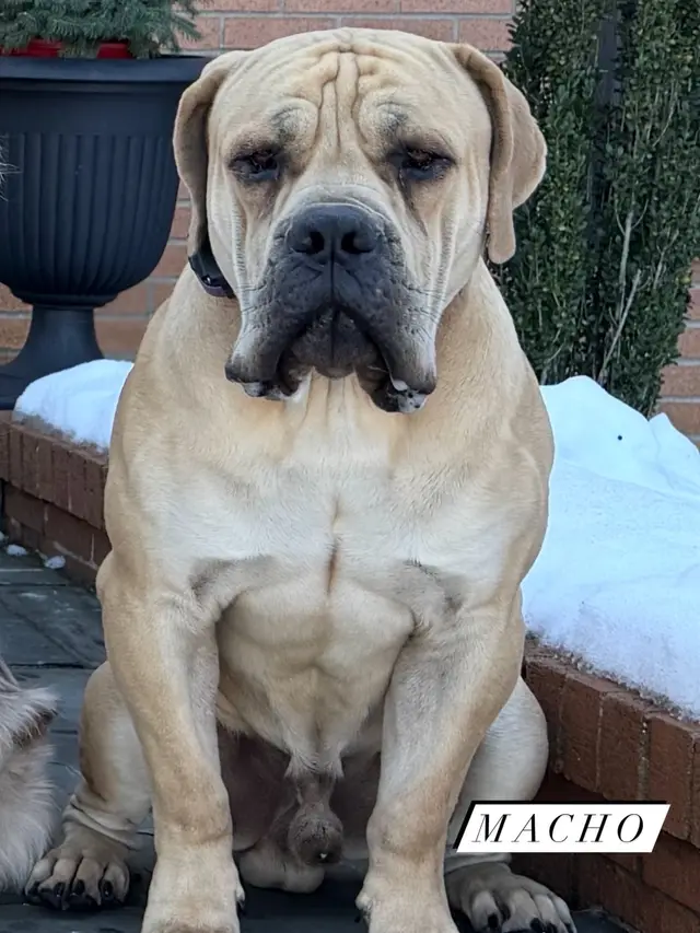 Macho, a grown South African Boerboel male bred by LowCountry Boerboels, sitting front-on and enormous through the chest and shoulders