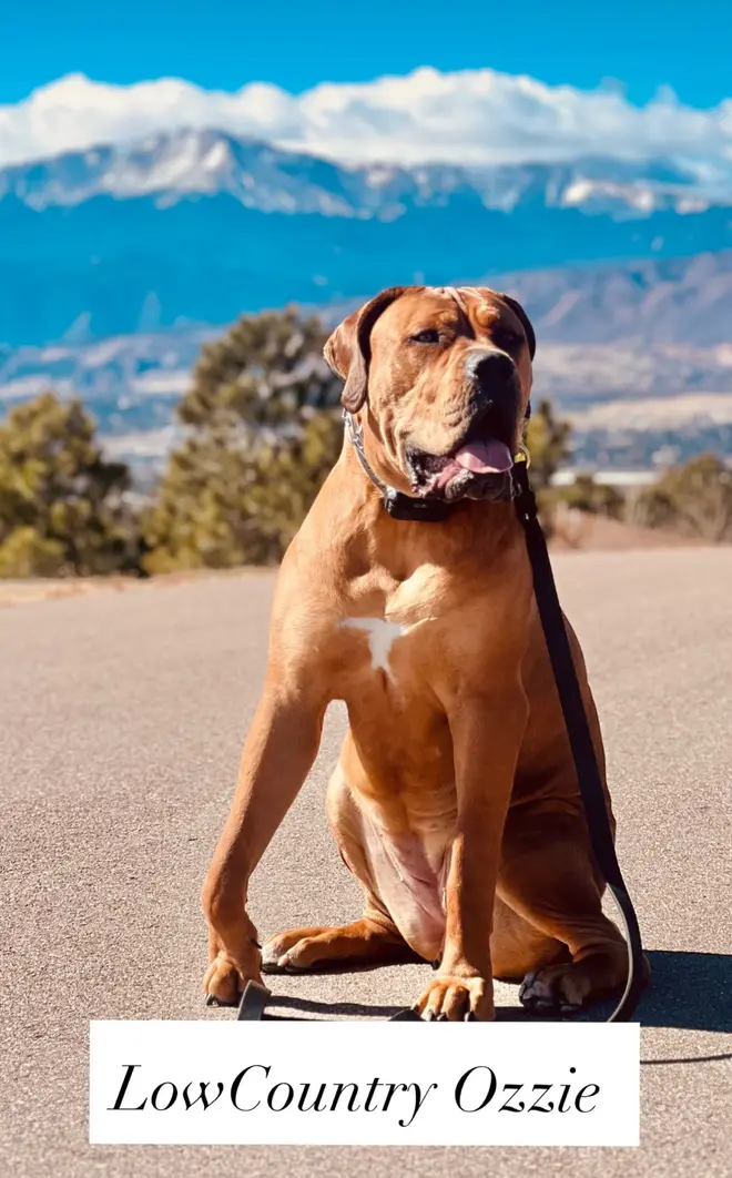 Ozzie, a South African Boerboel male bred by LowCountry Boerboels, sitting on a mountain road in the evening sun