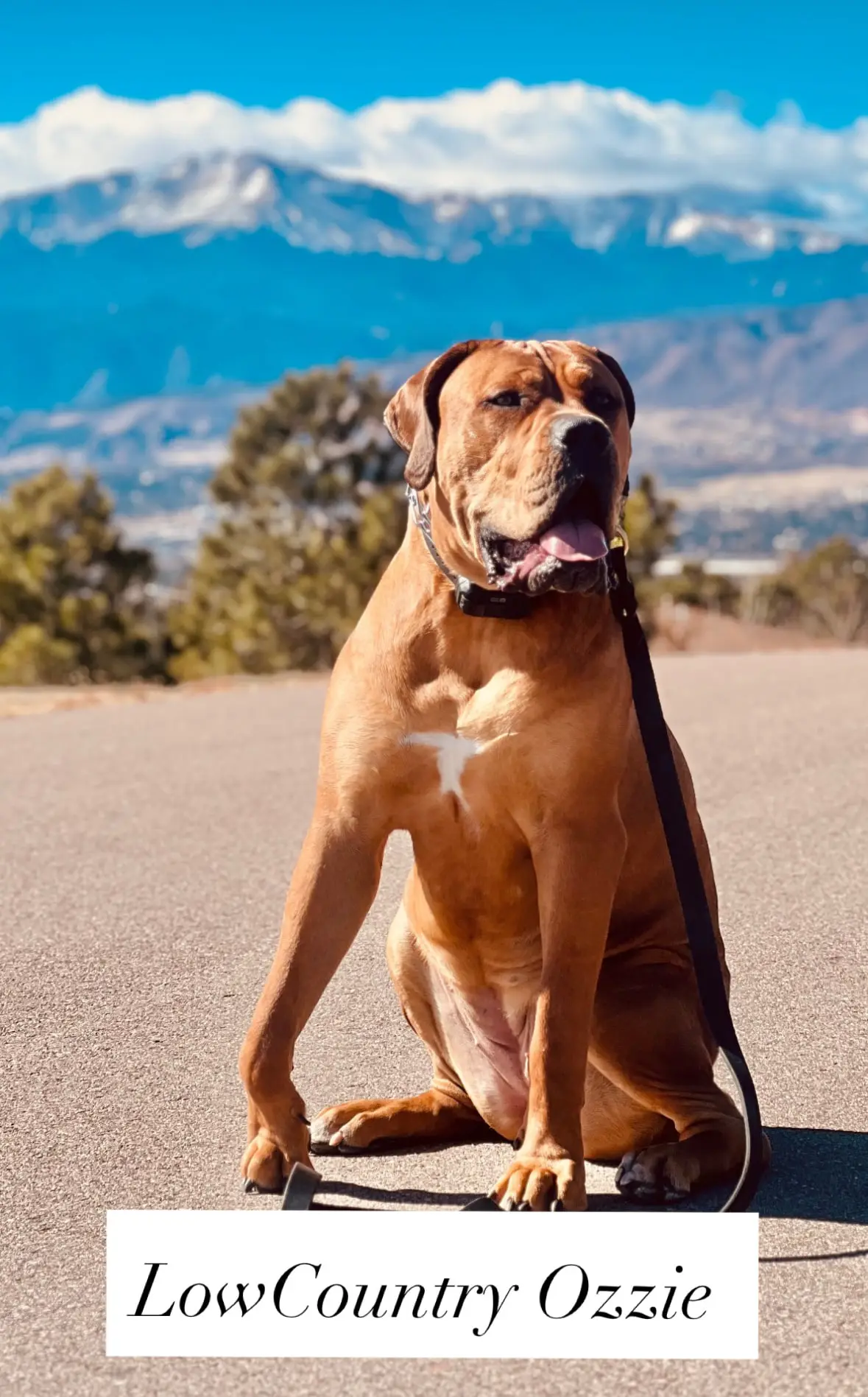 Ozzie, a South African Boerboel male bred by LowCountry Boerboels, sitting on a mountain road in the evening sun