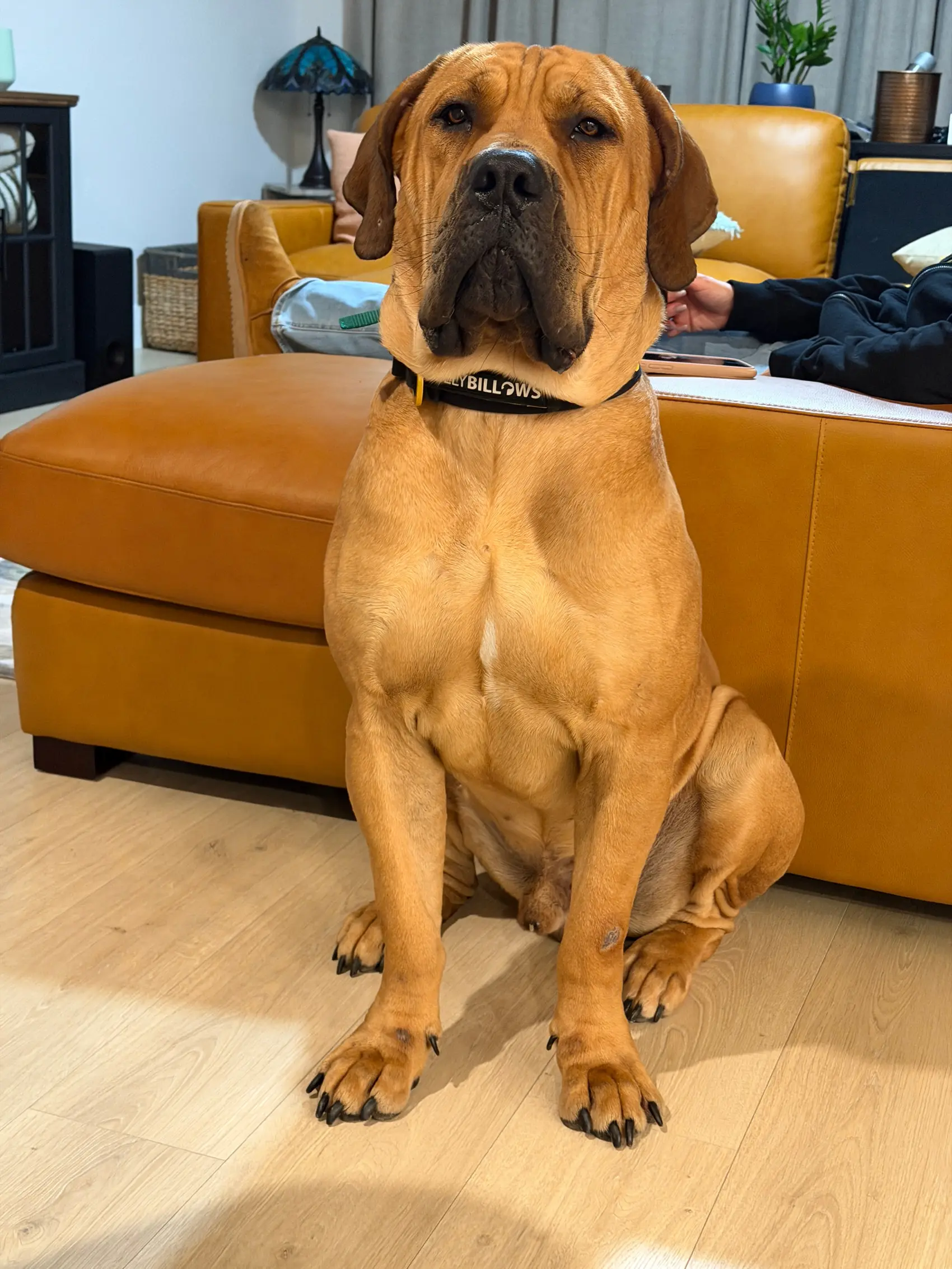 A grown South African Boerboel male bred by LowCountry Boerboels sitting beside the living-room ottoman, collar tags showing