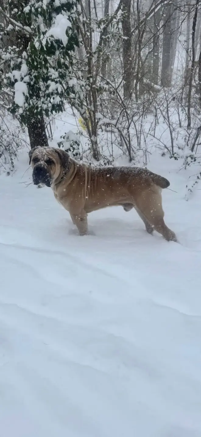 A LowCountry Boerboels South African Boerboel standing in deep snow among bare trees, coat dusted white