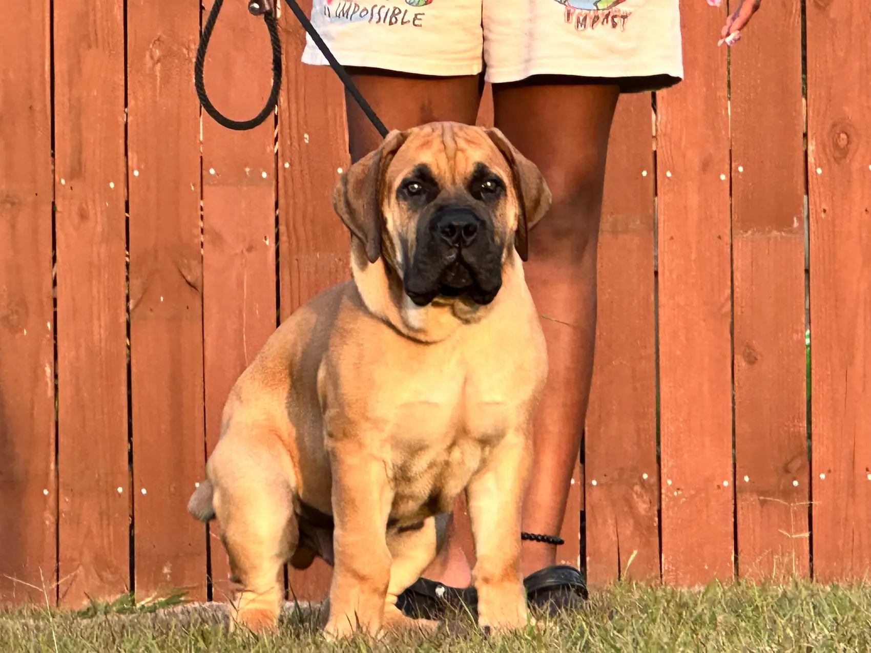 A young South African Boerboel male bred by LowCountry Boerboels sitting to heel in front of a red fence