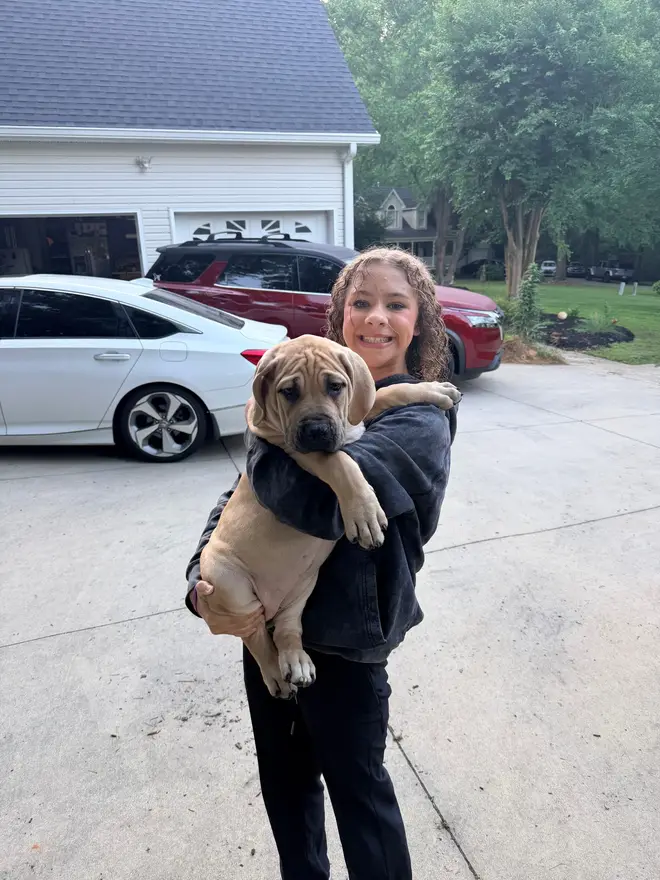The breeder’s daughter carrying one of the LowCountry Boerboels South African Boerboel puppies — the litter is handled by the whole family from week one