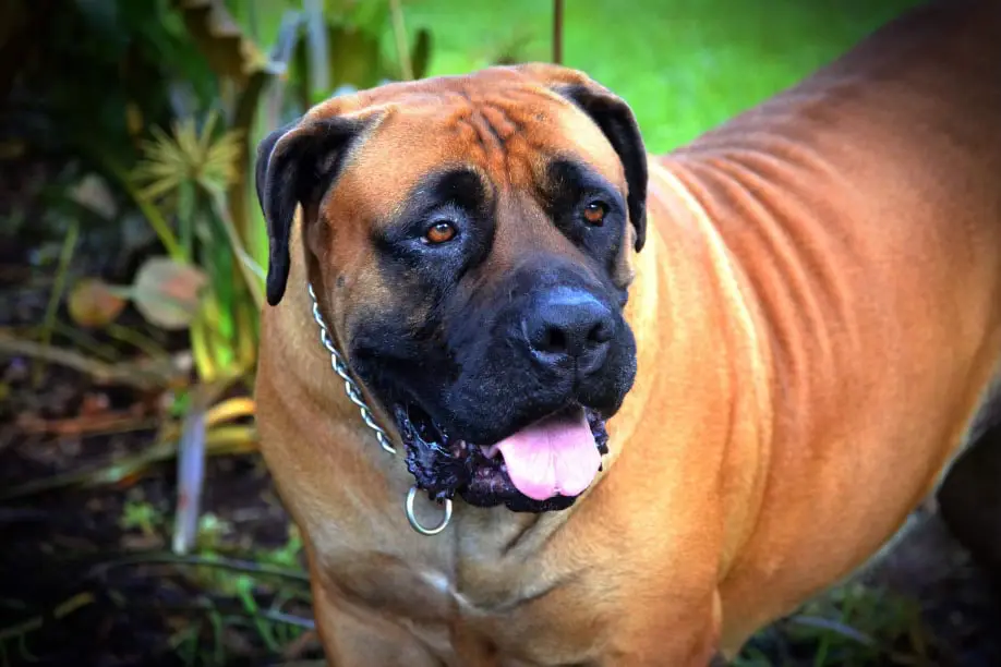 Jesse, the nine-year-old South African Boerboel grandmother of the current litter, outdoors in a chain collar with her tongue out