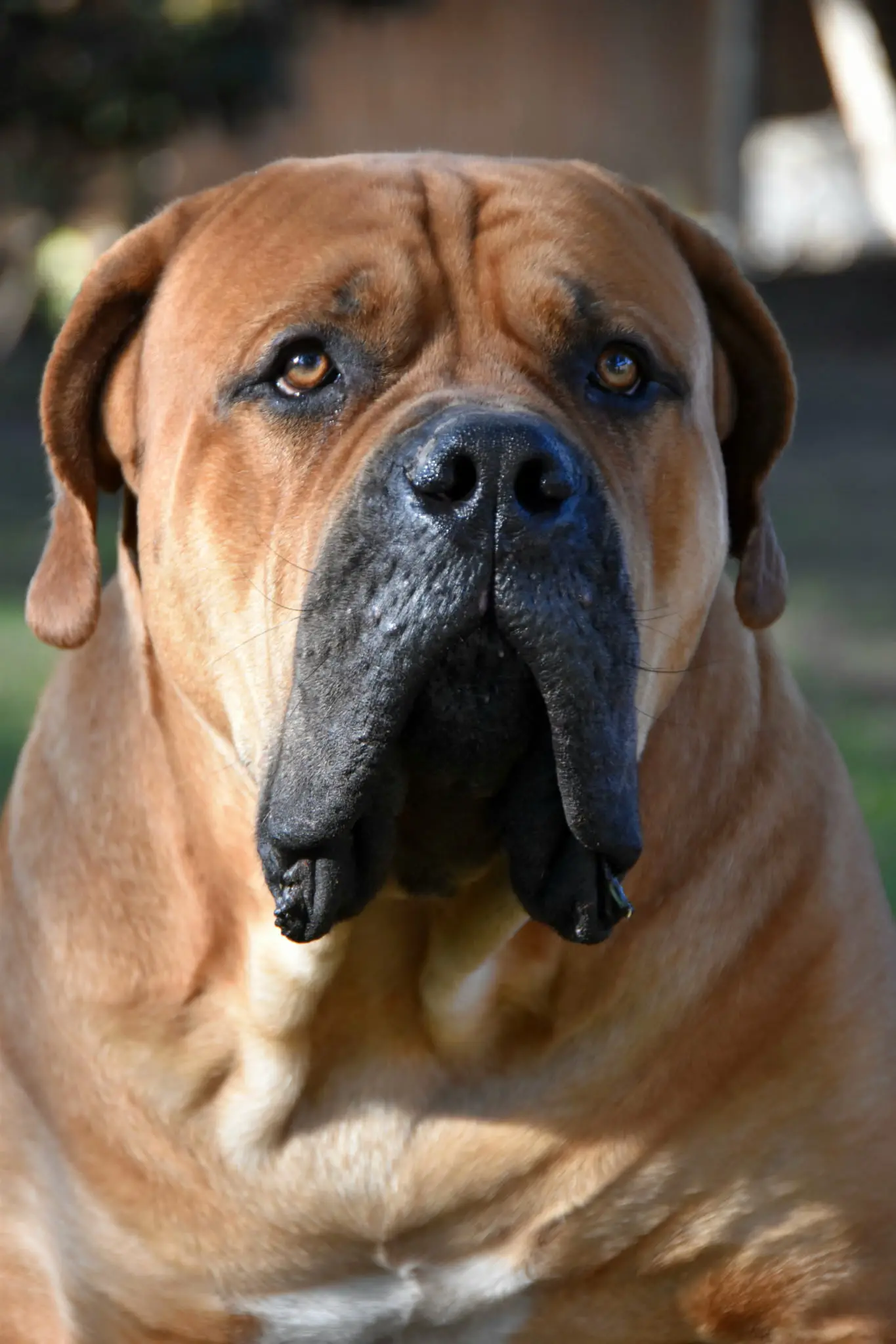 Kilo, the NABBR-registered South African Boerboel sire at LowCountry Boerboels, head and shoulders, his broad black-masked face filling the frame
